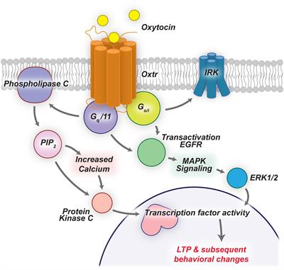 Oxytocin and Sensory Network Plasticity